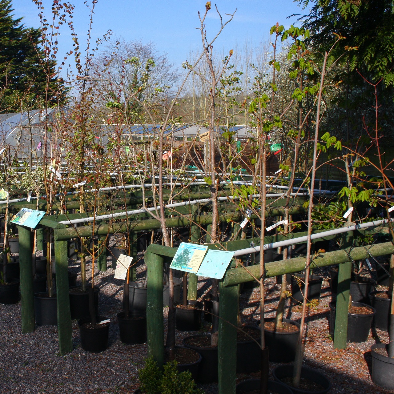 Fruit Trees